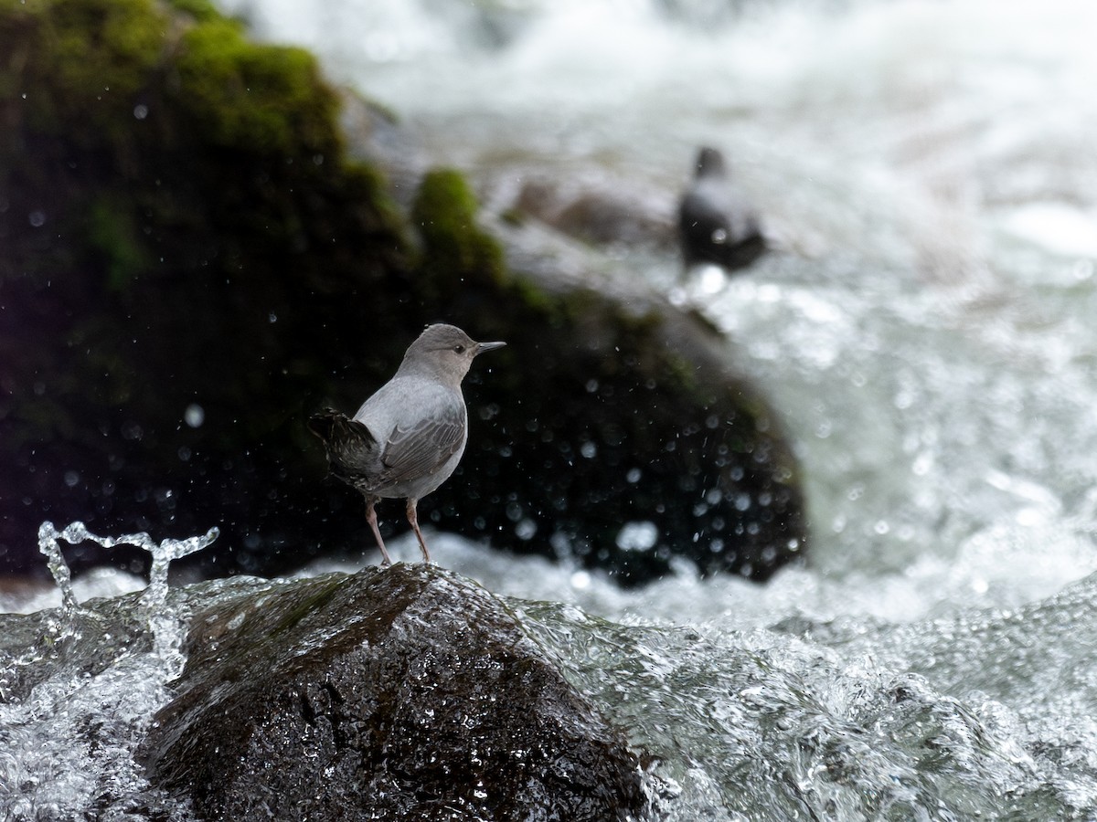 Ur-zozo iparramerikarra - ML645600225