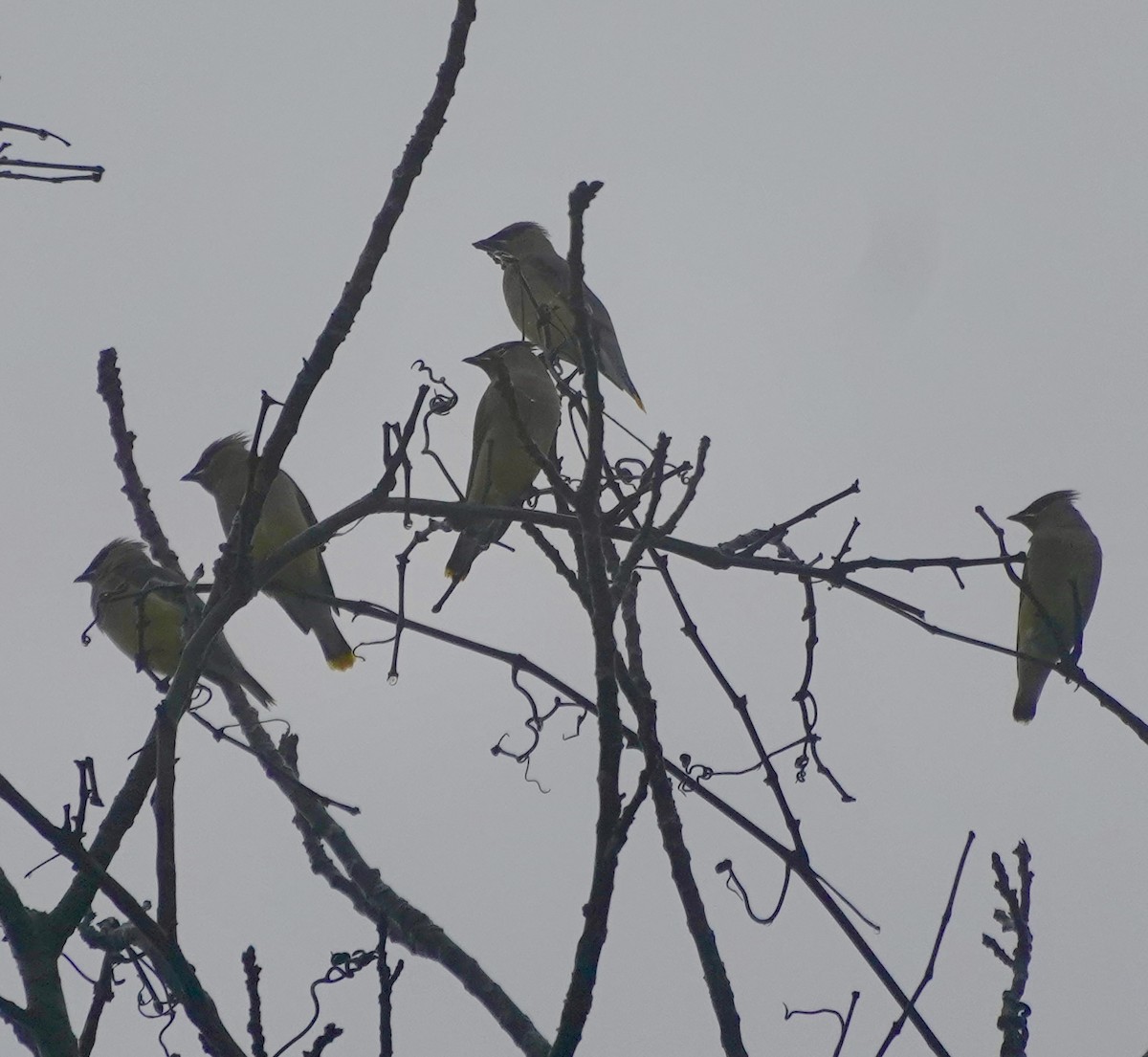 Cedar Waxwing - ML645600228