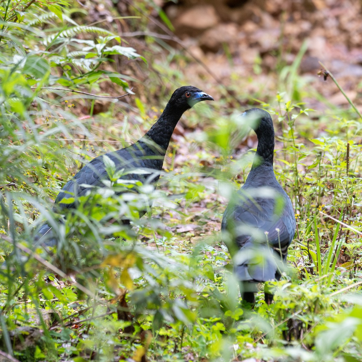 Schwarzguan - ML645600232