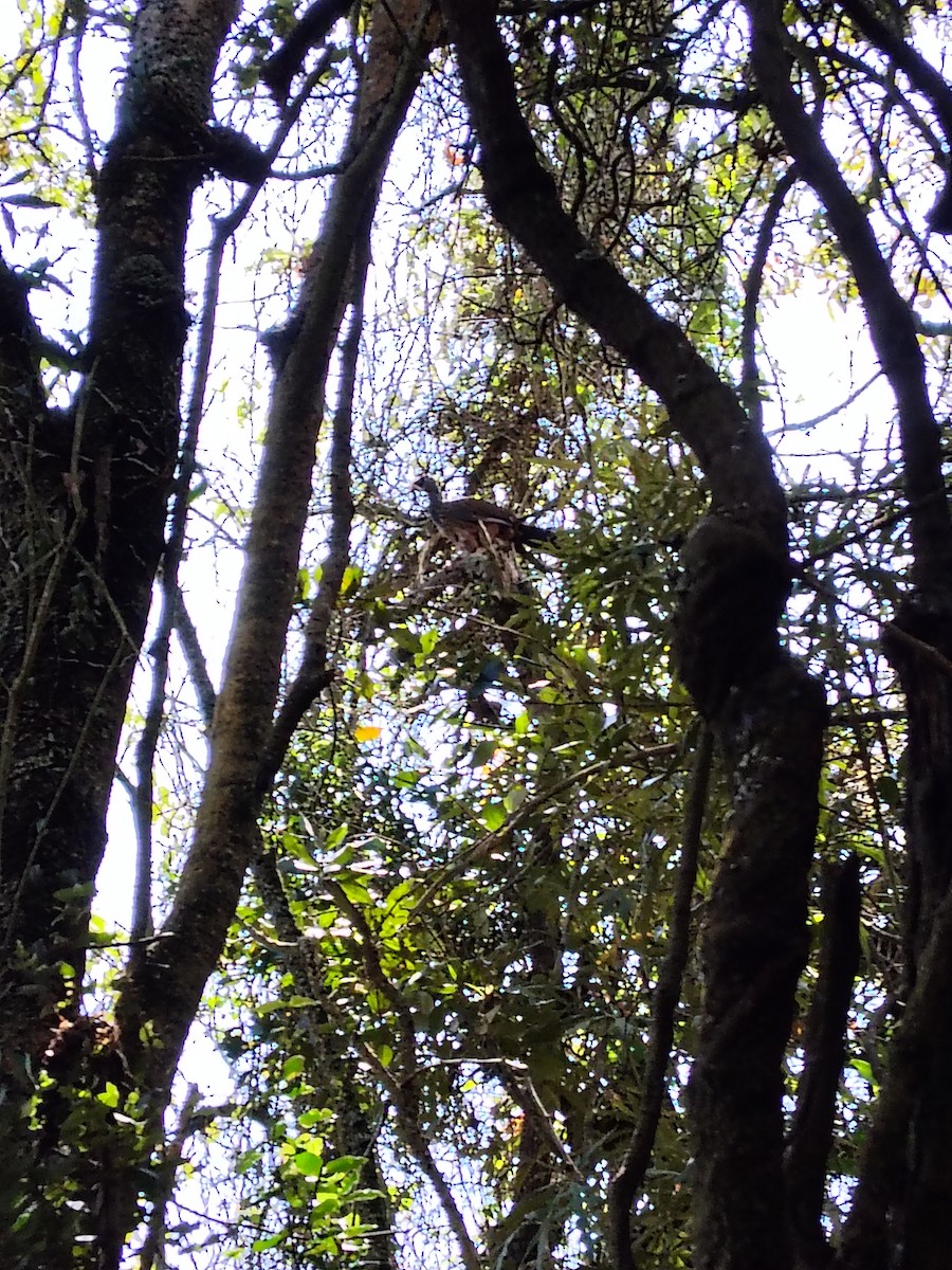 Пенелопа андська - ML645600233