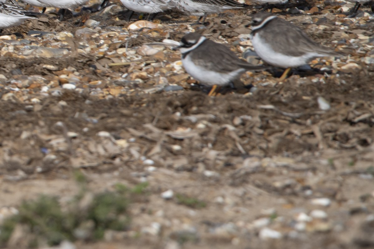 Common Ringed Plover - ML645600237