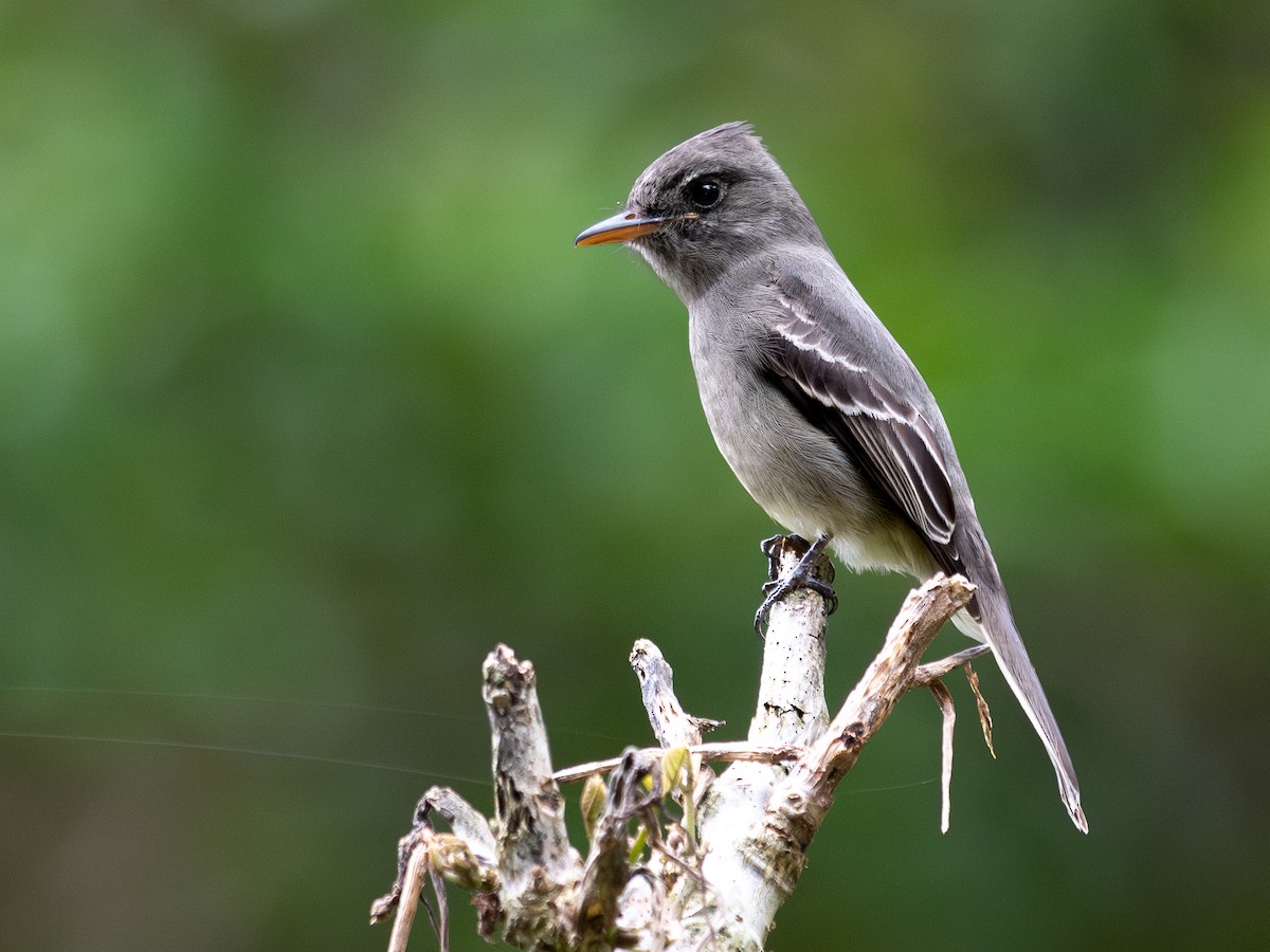 Dark Pewee - ML645600238
