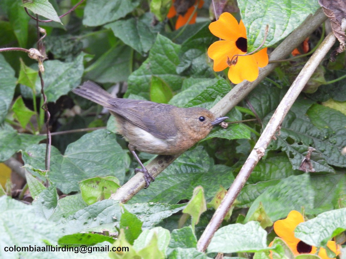 Pinchaflor Flanquiblanco - ML645600239