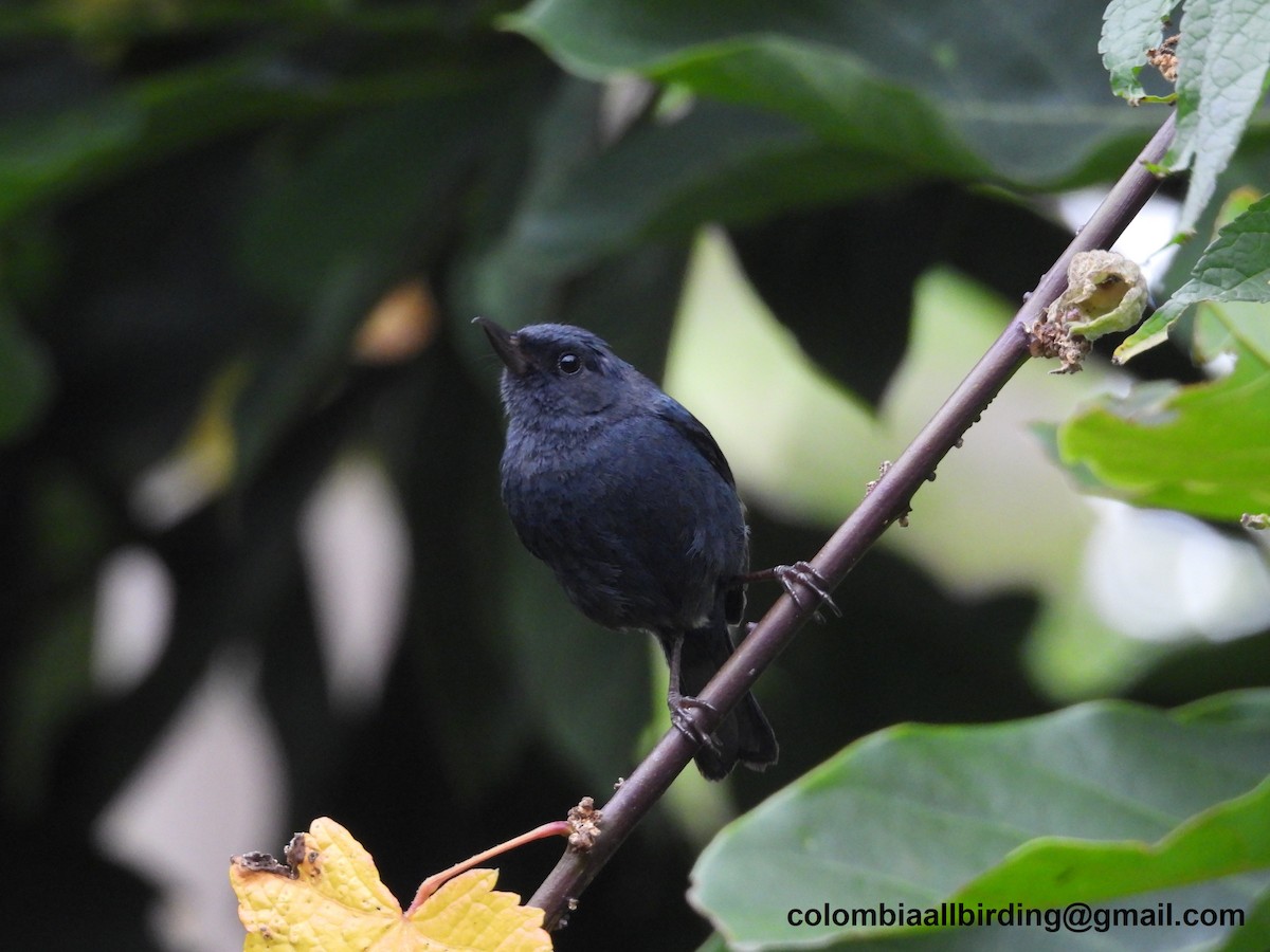 Pinchaflor Flanquiblanco - ML645600242