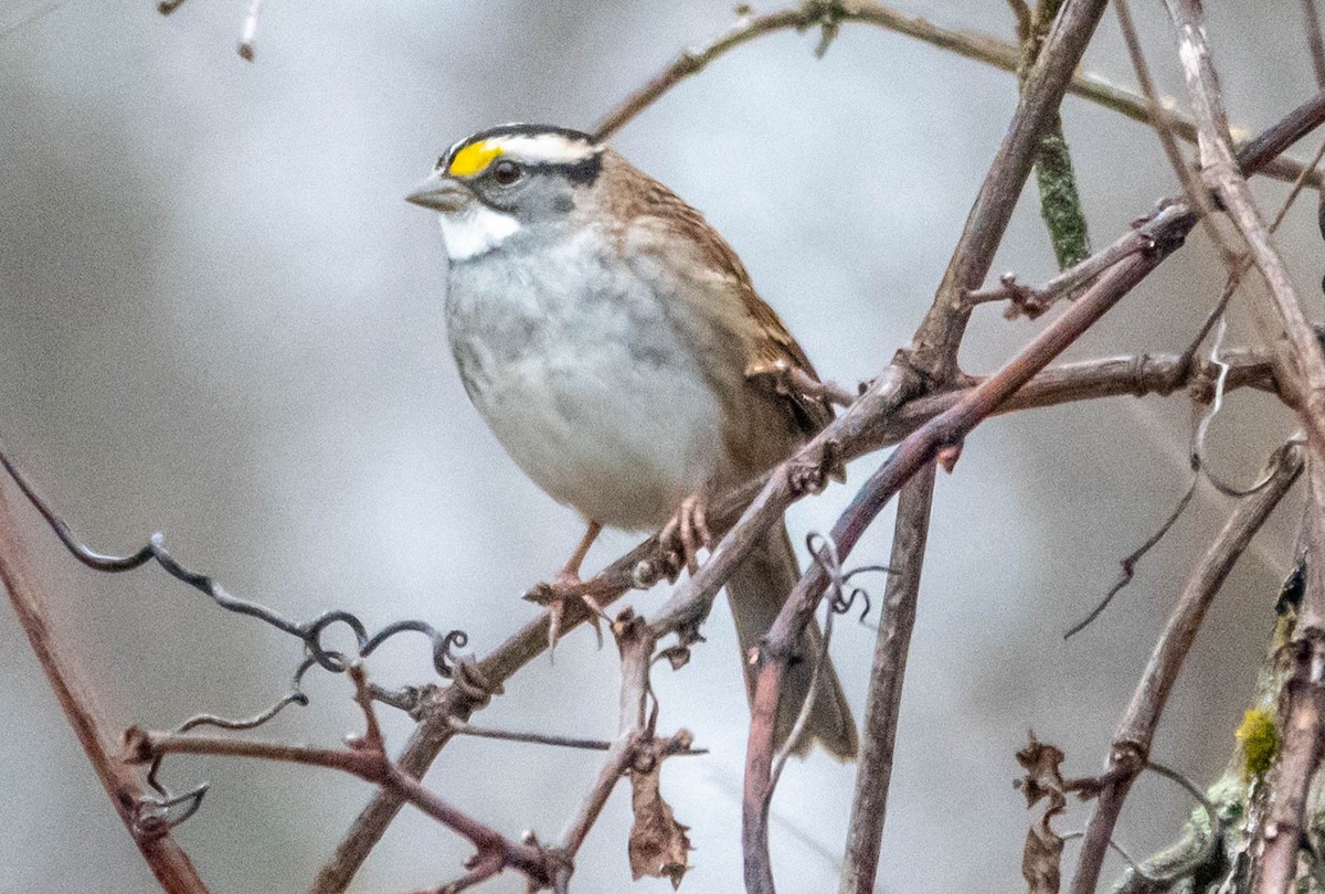 White-throated Sparrow - ML645600243