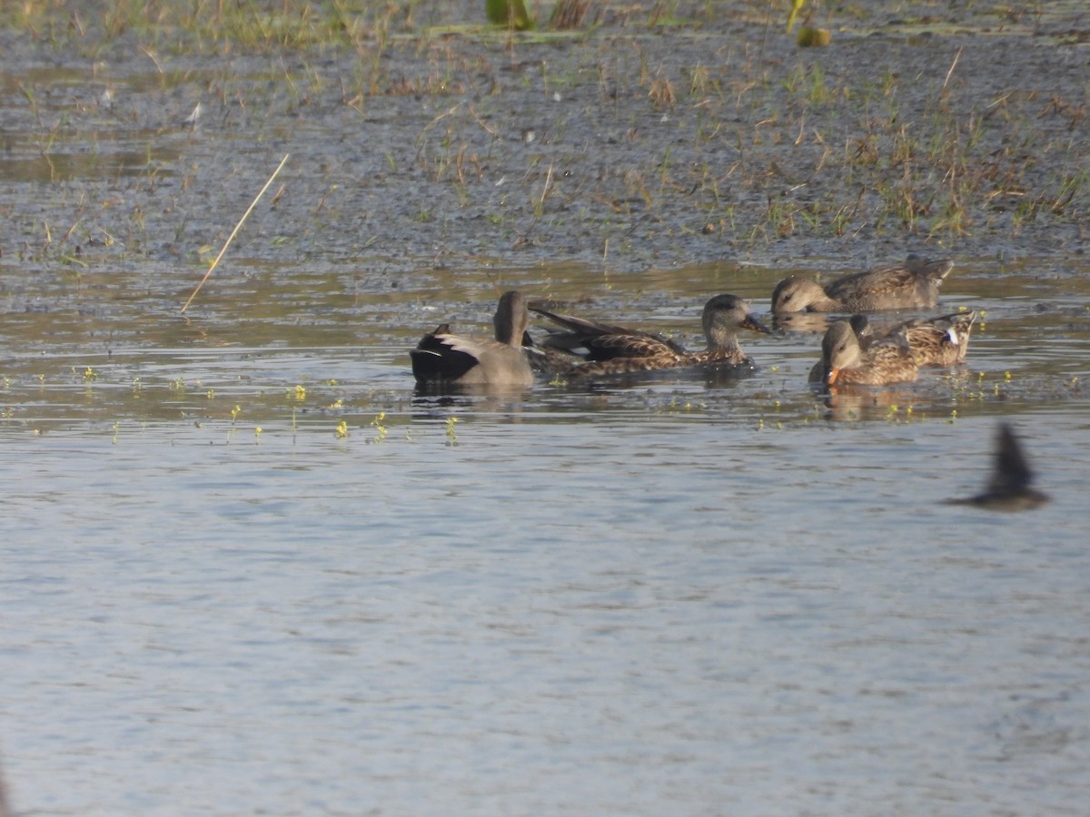 Gadwall - ML645600271