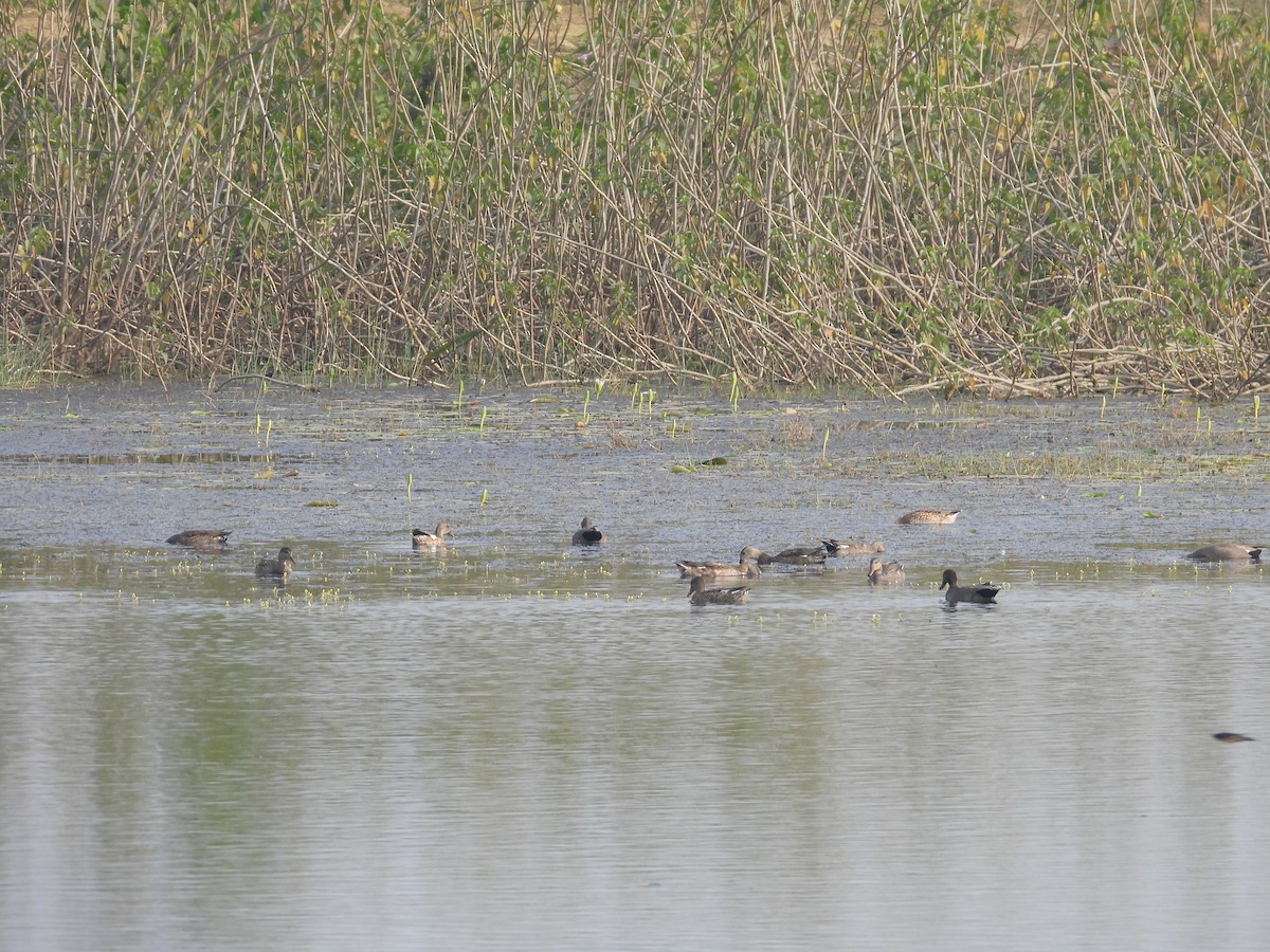 Gadwall - ML645600272