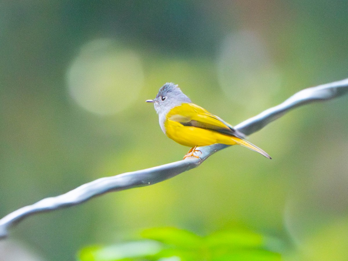 Сероголовая комароловка - ML645600277