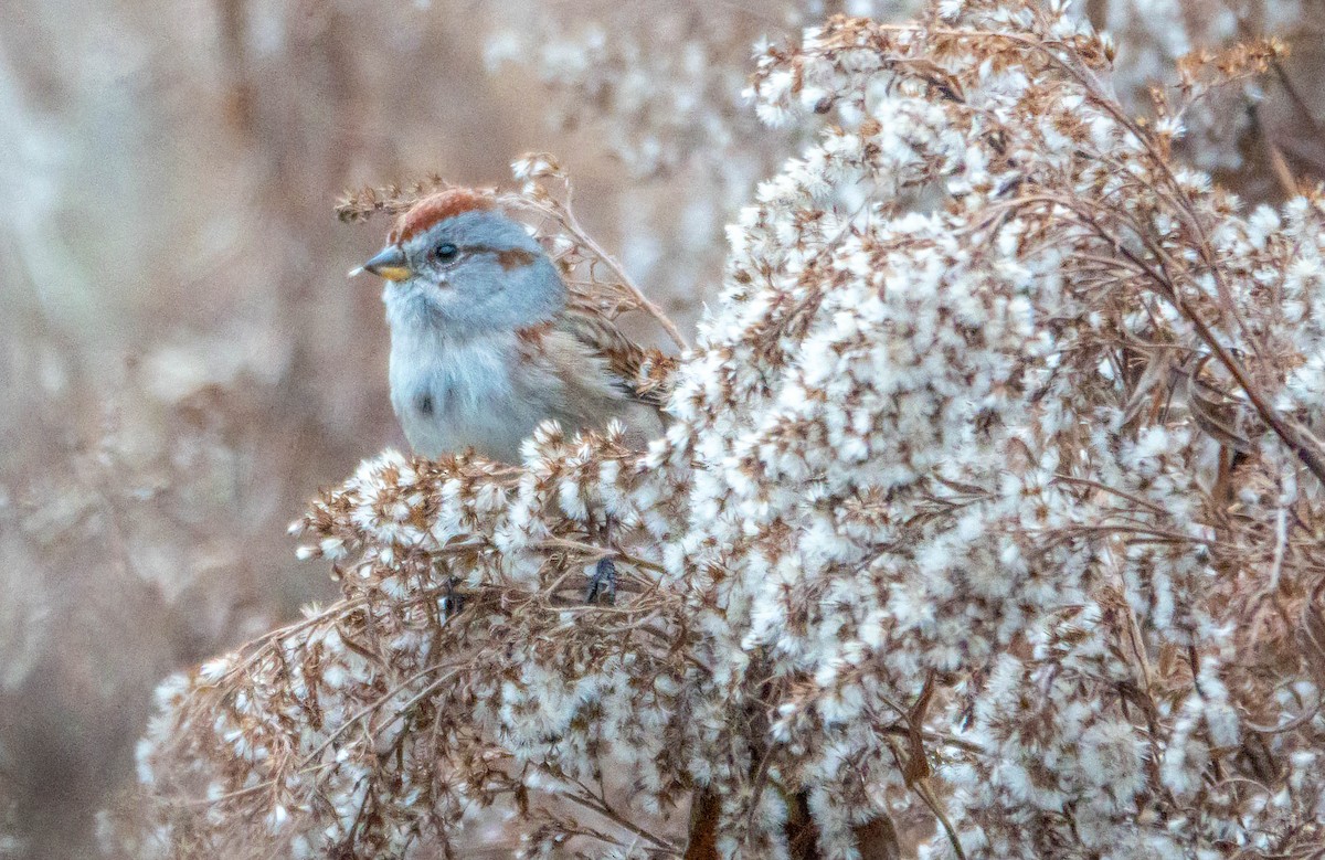 American Tree Sparrow - ML645600280