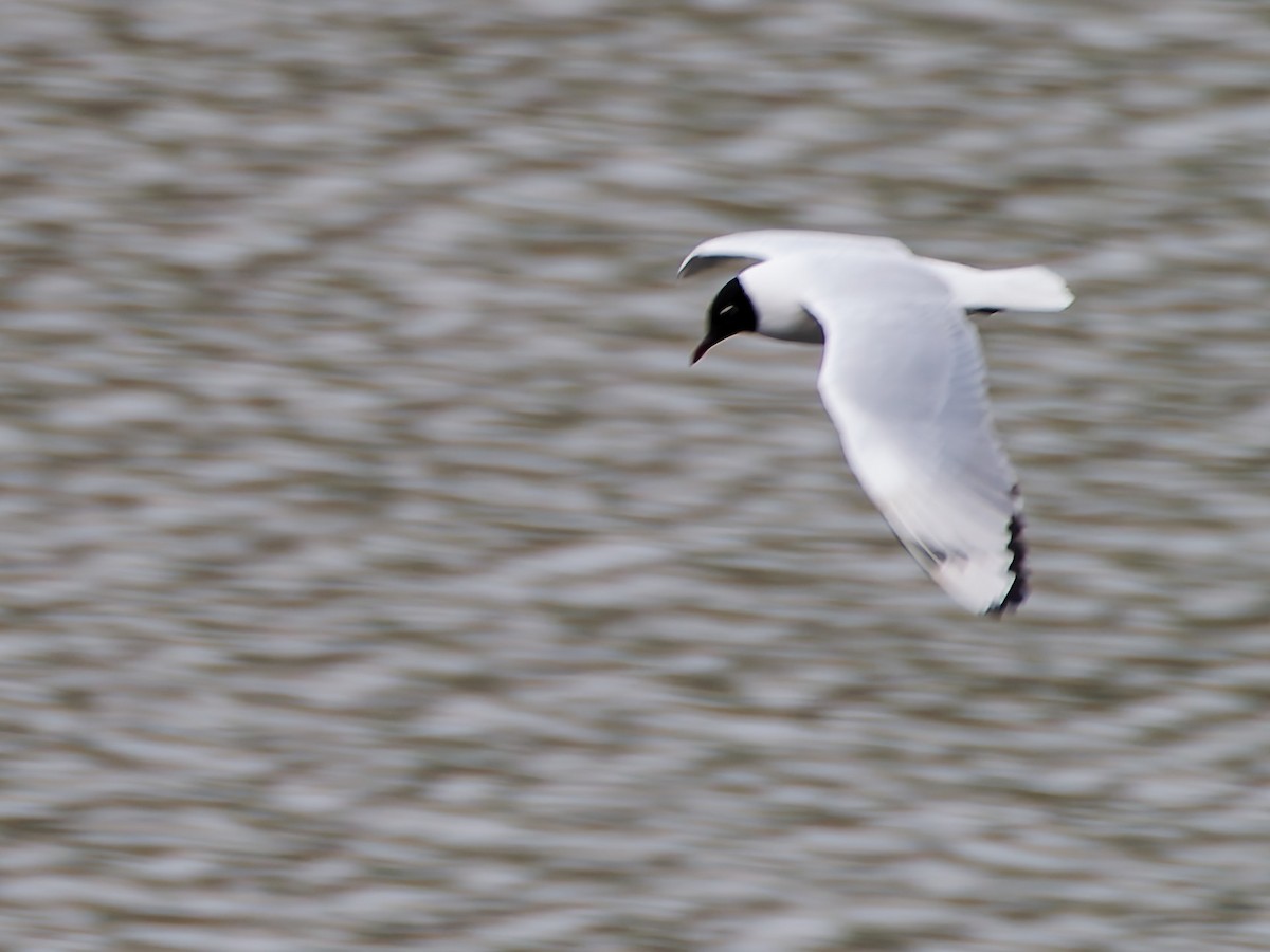 Andean Gull - ML645600281