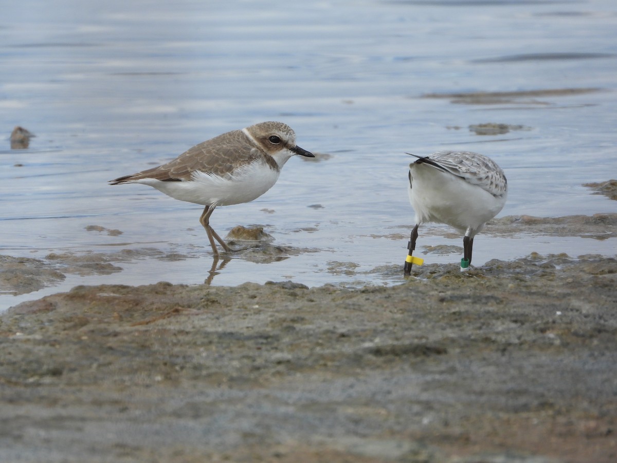 Тэнгисийн хиазат - ML645600283