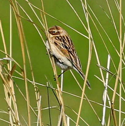 Pallas's Bunting - ML645600291