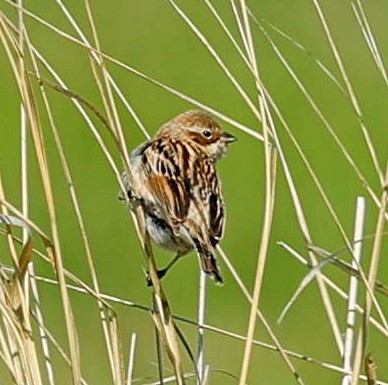 Pallas's Bunting - ML645600292