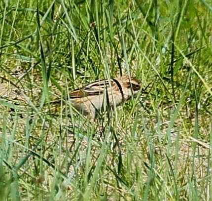 Pallas's Bunting - ML645600293