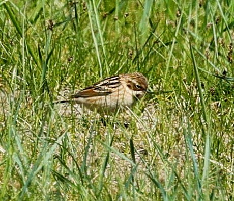 Pallas's Bunting - ML645600294