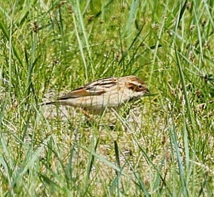 Pallas's Bunting - ML645600295