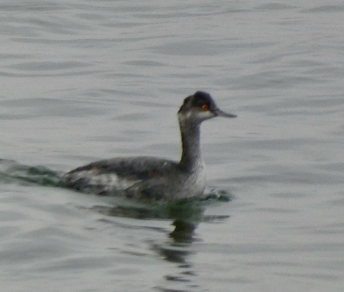 Svasso piccolo - ML645600296