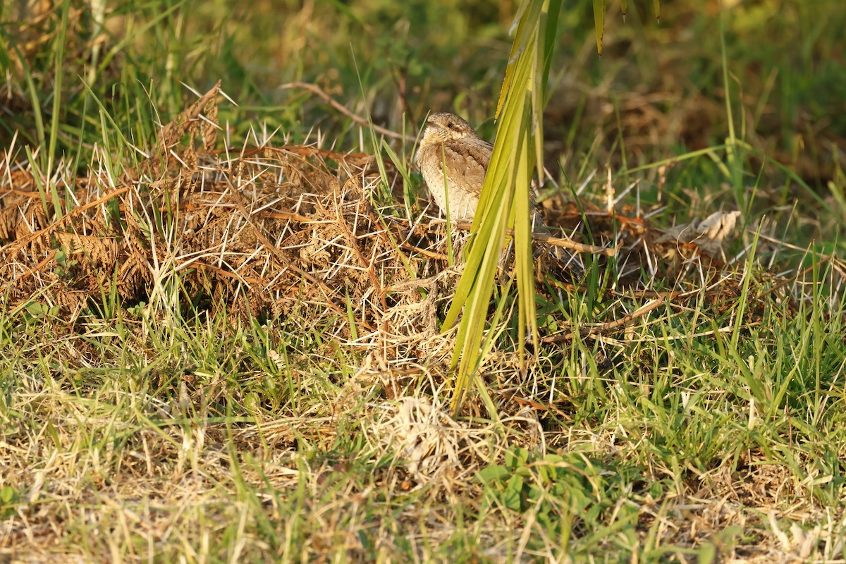 סבראש - ML645600297