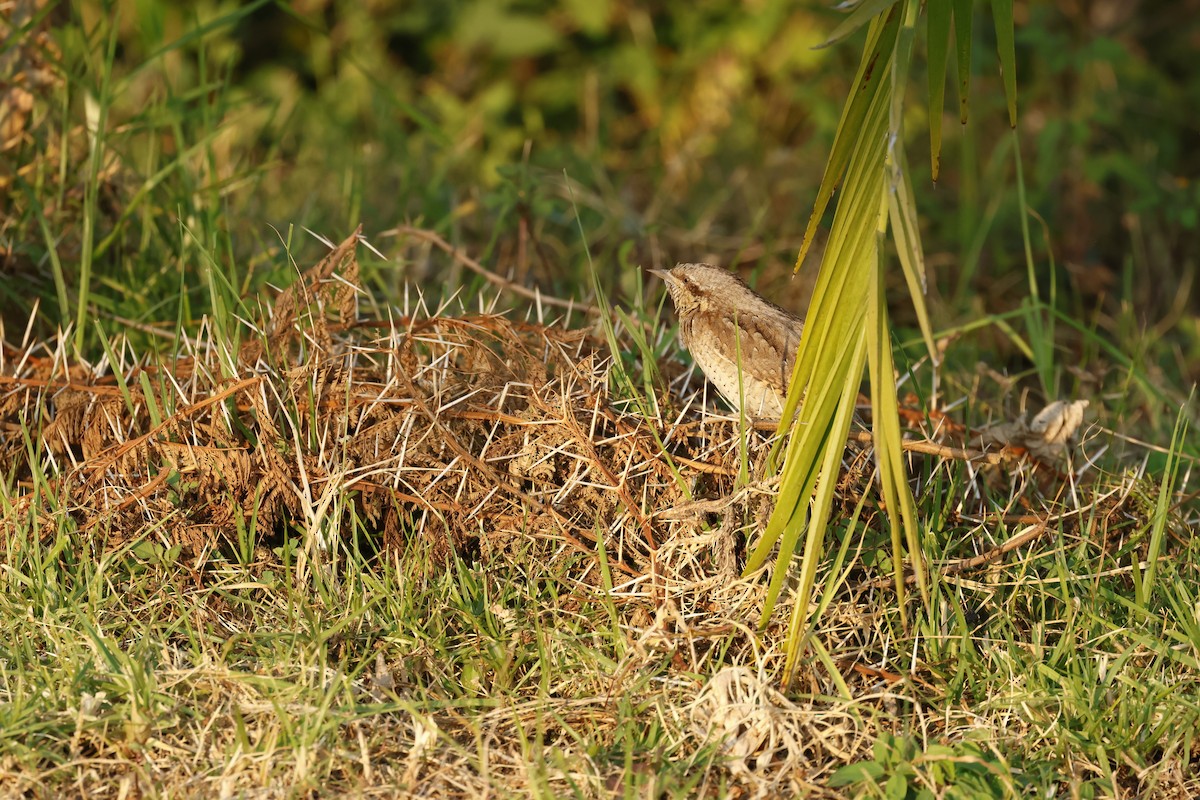 סבראש - ML645600298