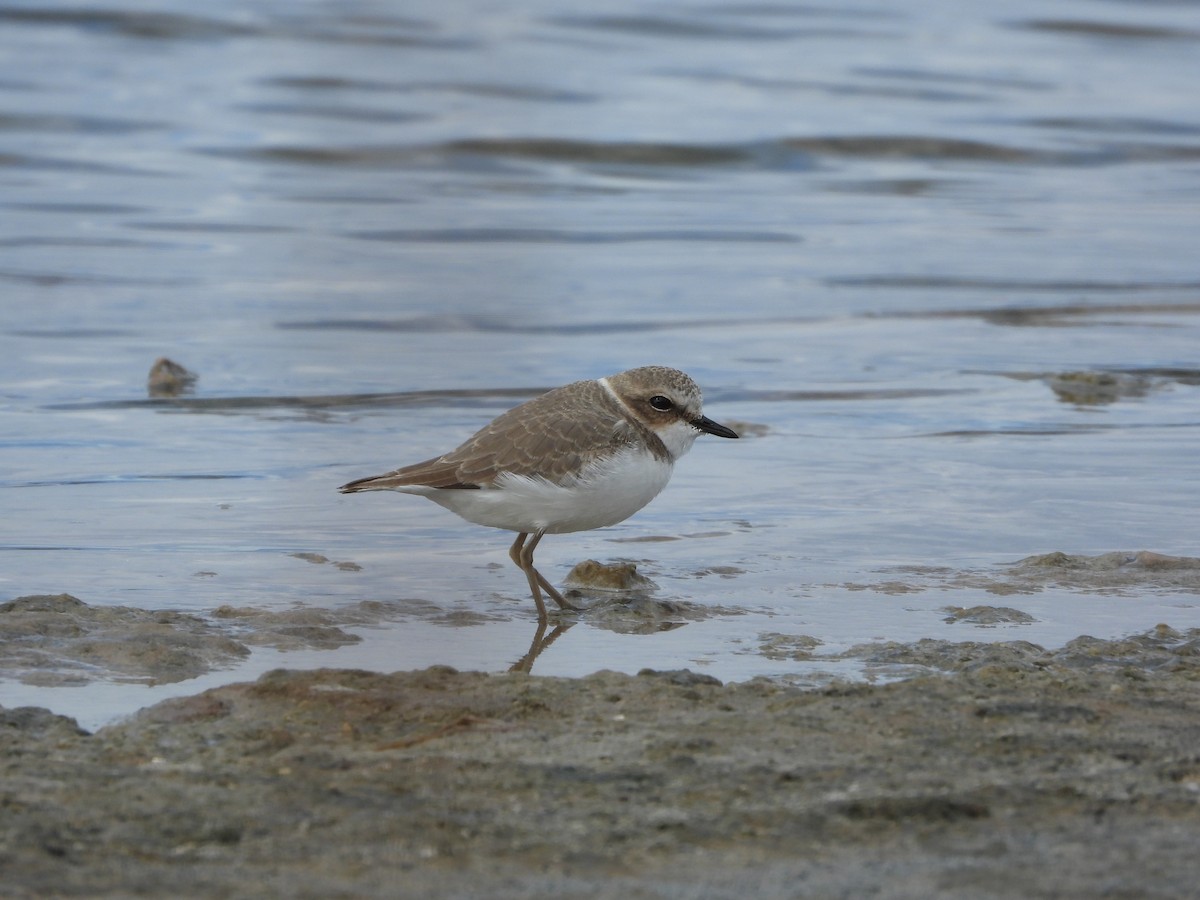 Тэнгисийн хиазат - ML645600301