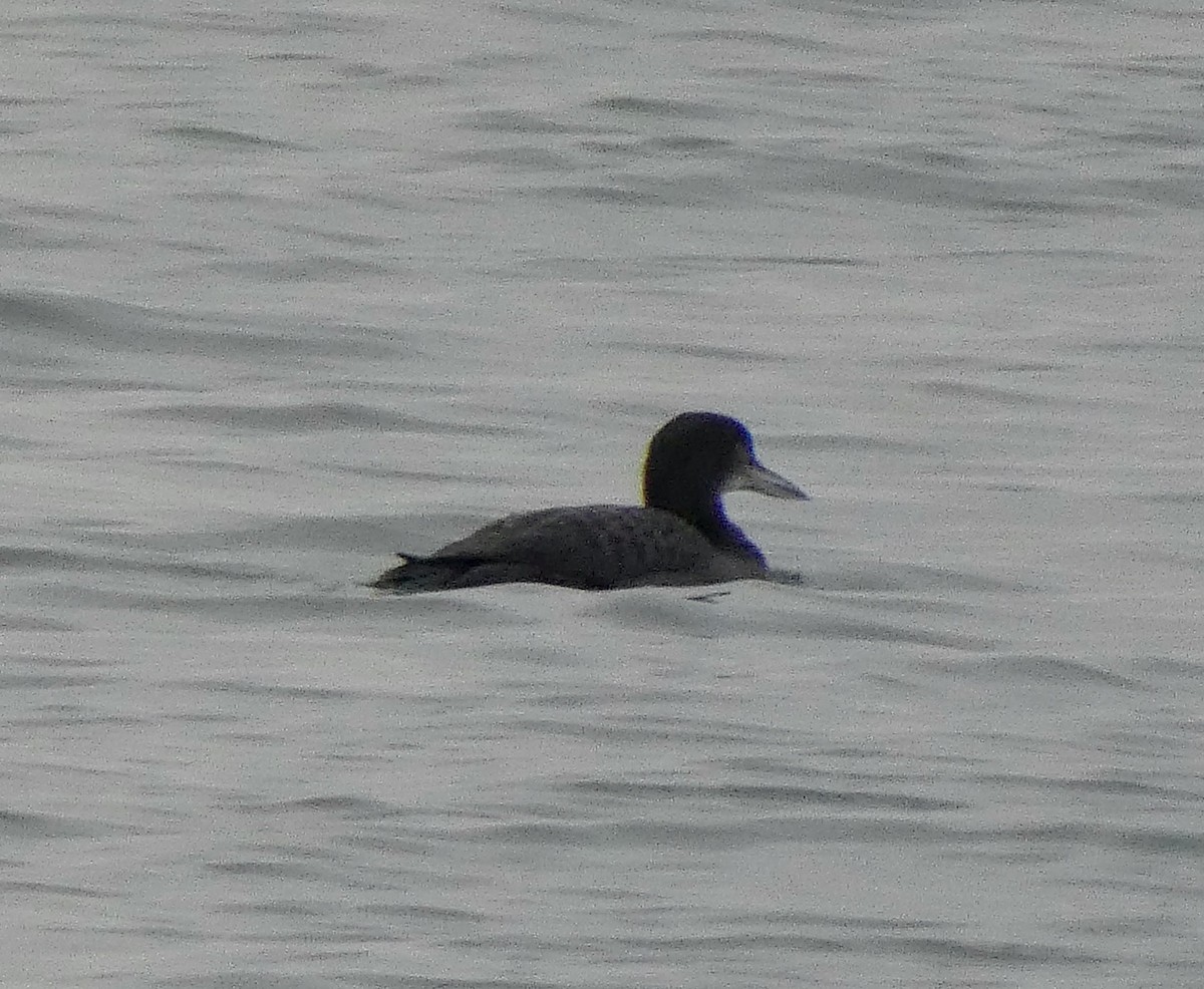 Strolaga maggiore - ML645600302