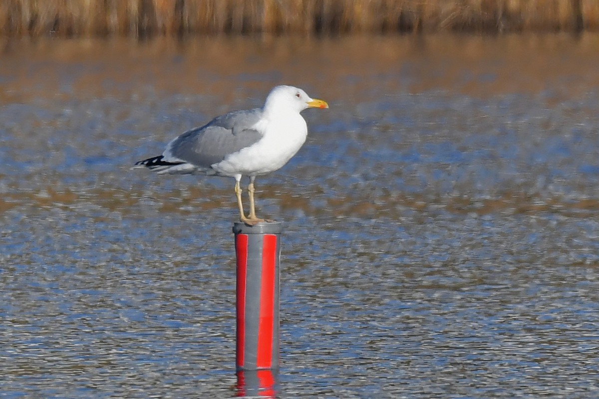 Caspian Gull - ML645600303