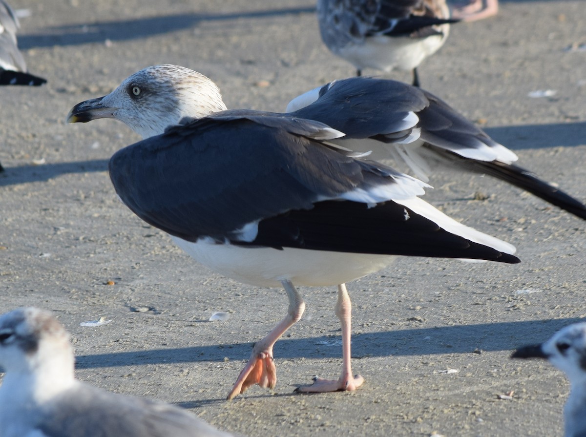 Great Black-backed Gull - ML645600308