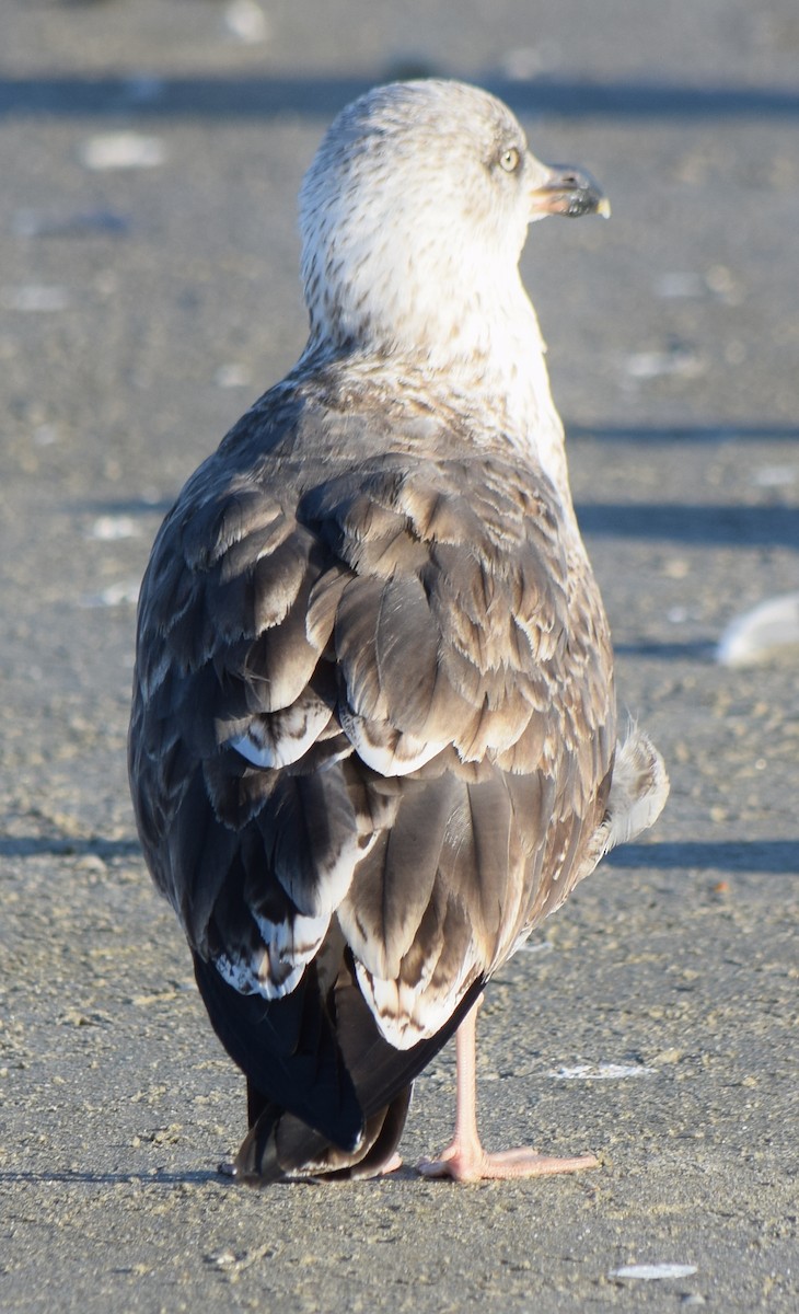 Great Black-backed Gull - ML645600310