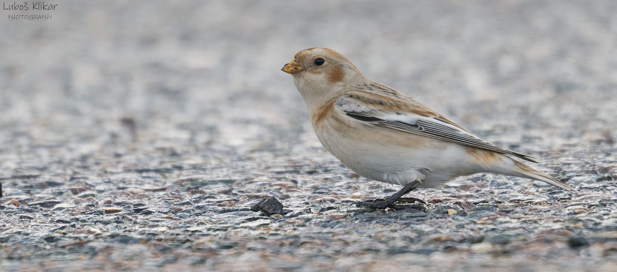 sněhule severní - ML645600316