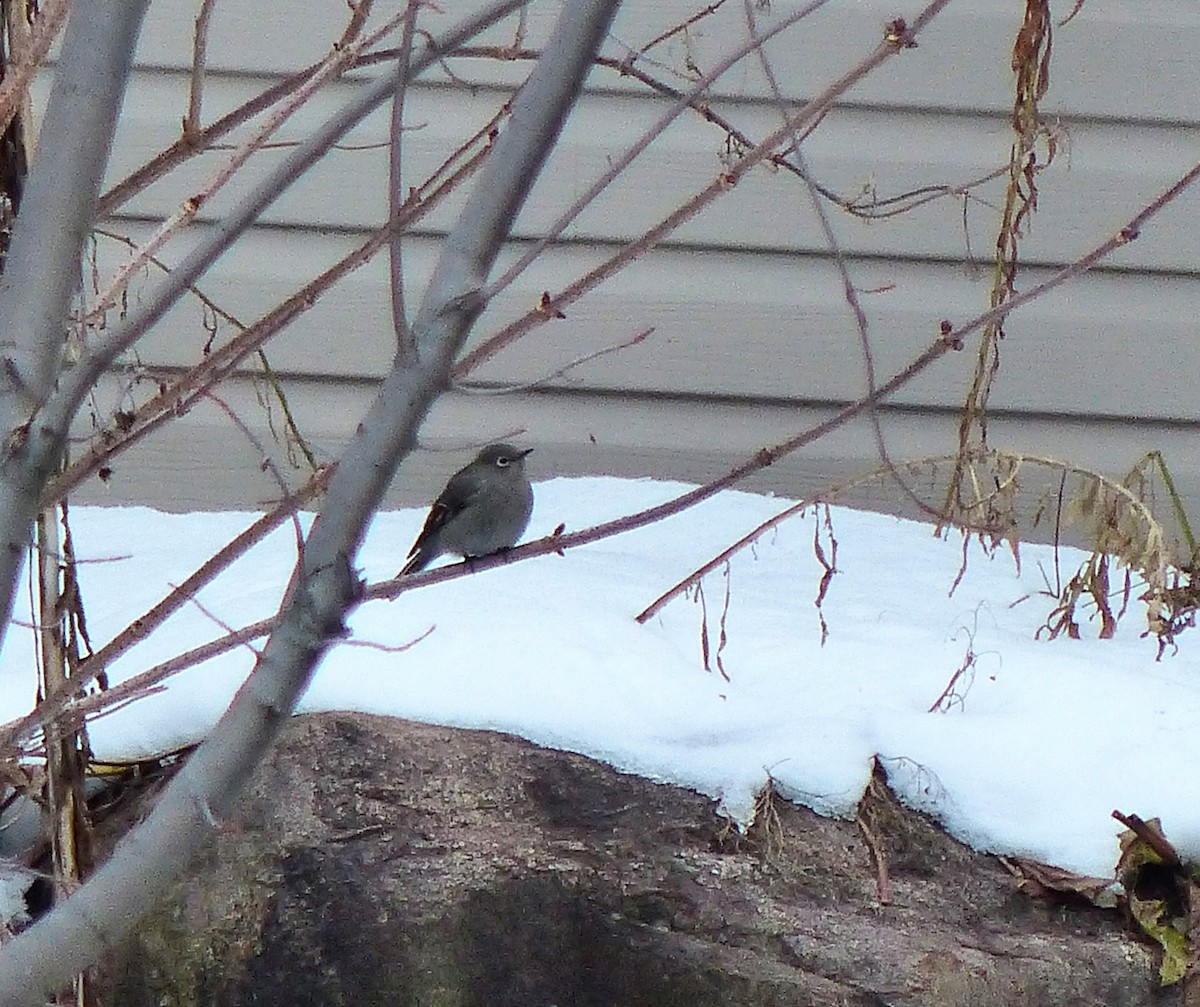 Townsend's Solitaire - ML645600318