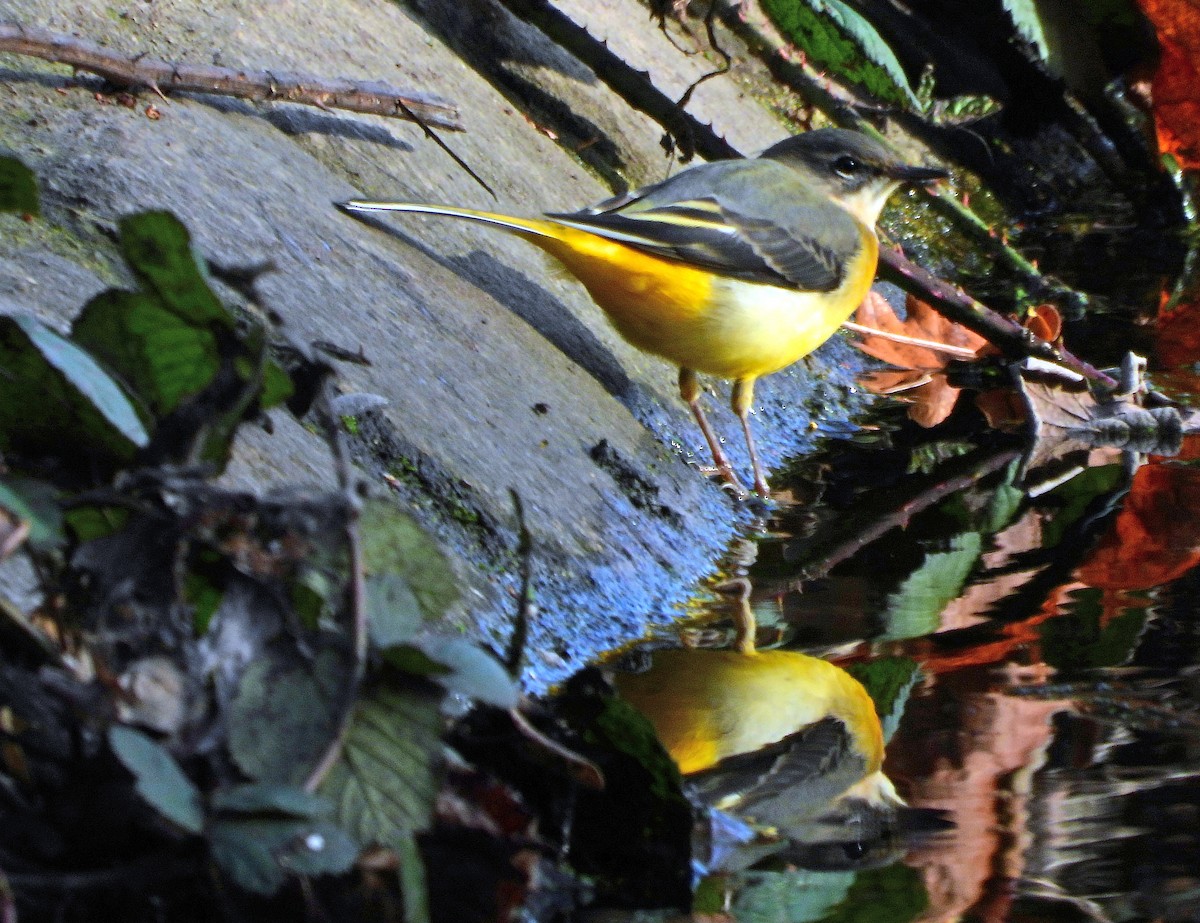 Gray Wagtail - ML645600319