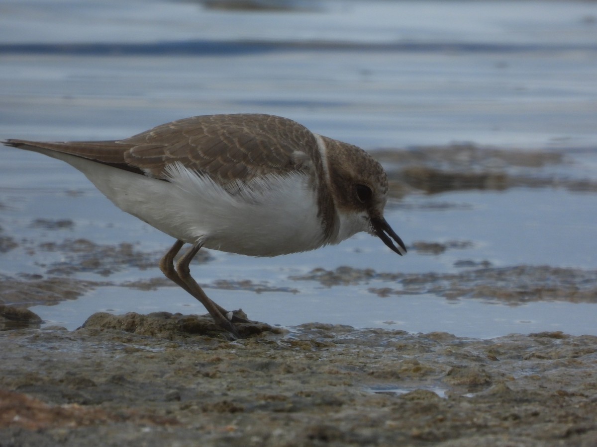 Тэнгисийн хиазат - ML645600326