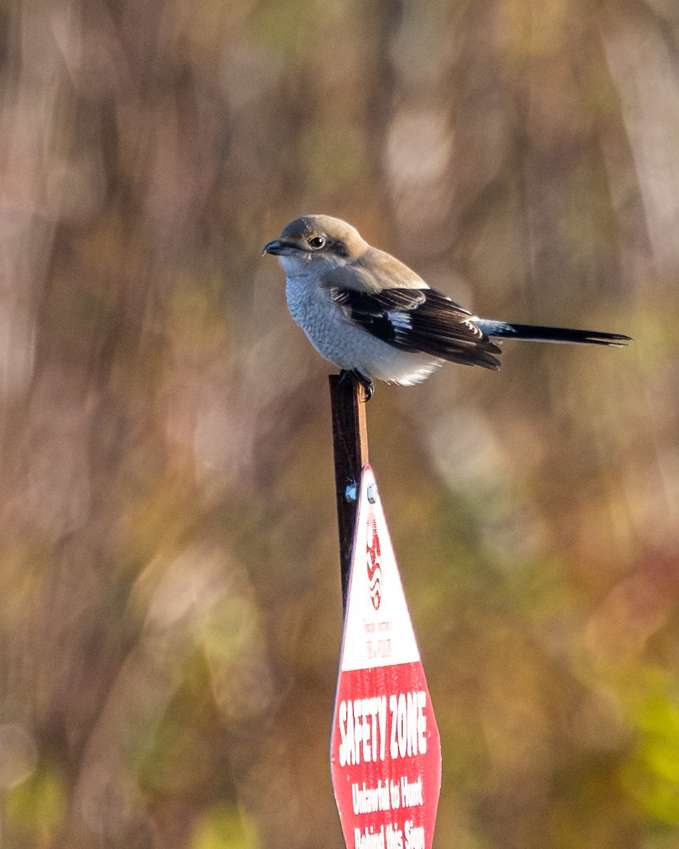 Northern Shrike - ML645600327