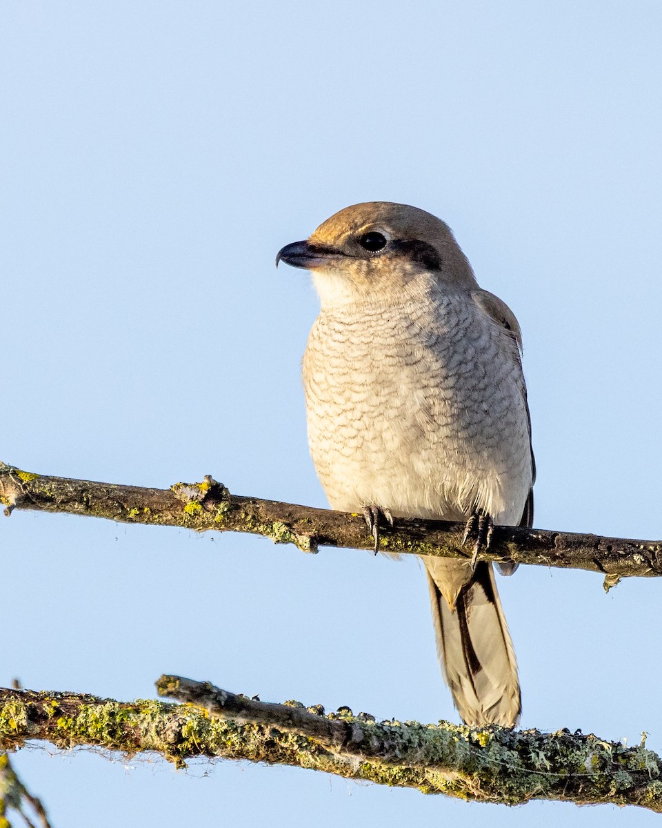 Northern Shrike - ML645600328