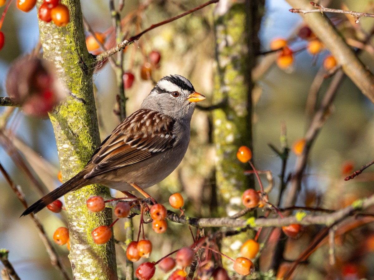 White-crowned Sparrow - ML645600333