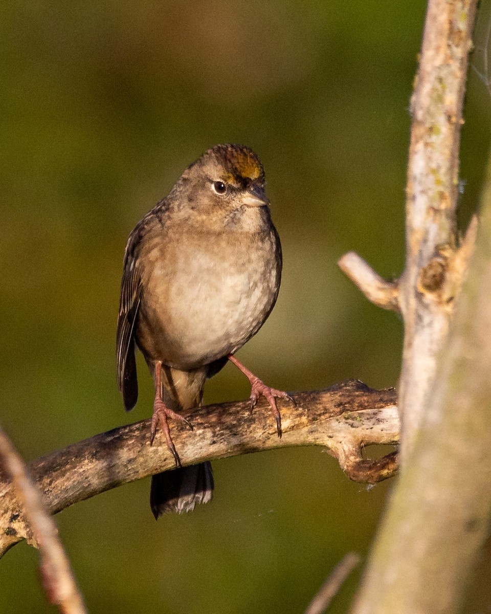 Golden-crowned Sparrow - ML645600336