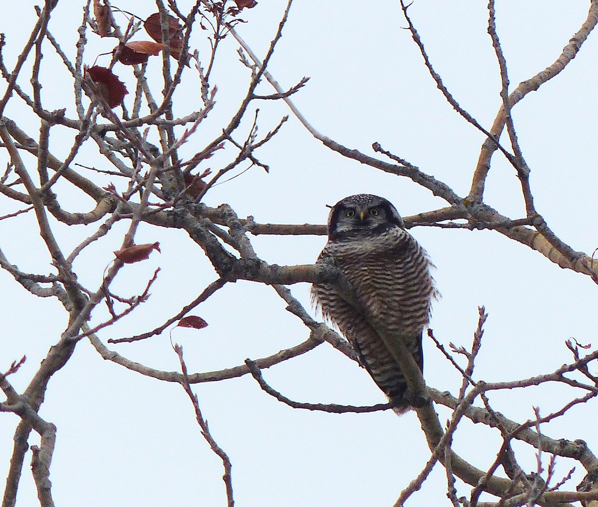 Northern Hawk Owl - ML645600343