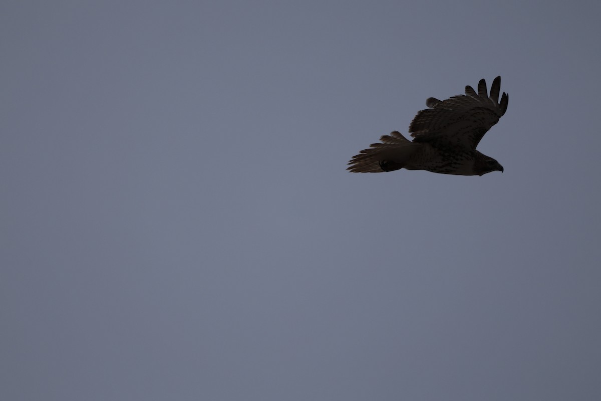 Red-tailed Hawk - ML645600344