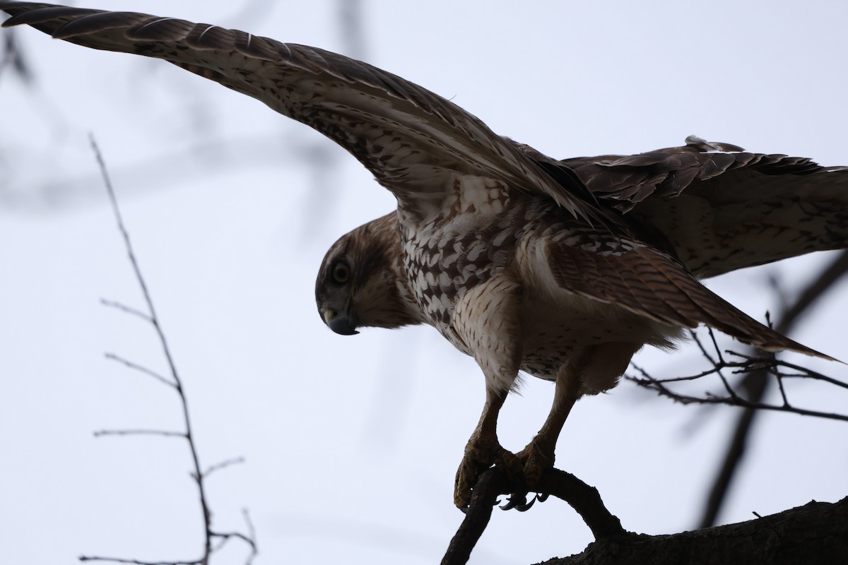Red-tailed Hawk - ML645600345