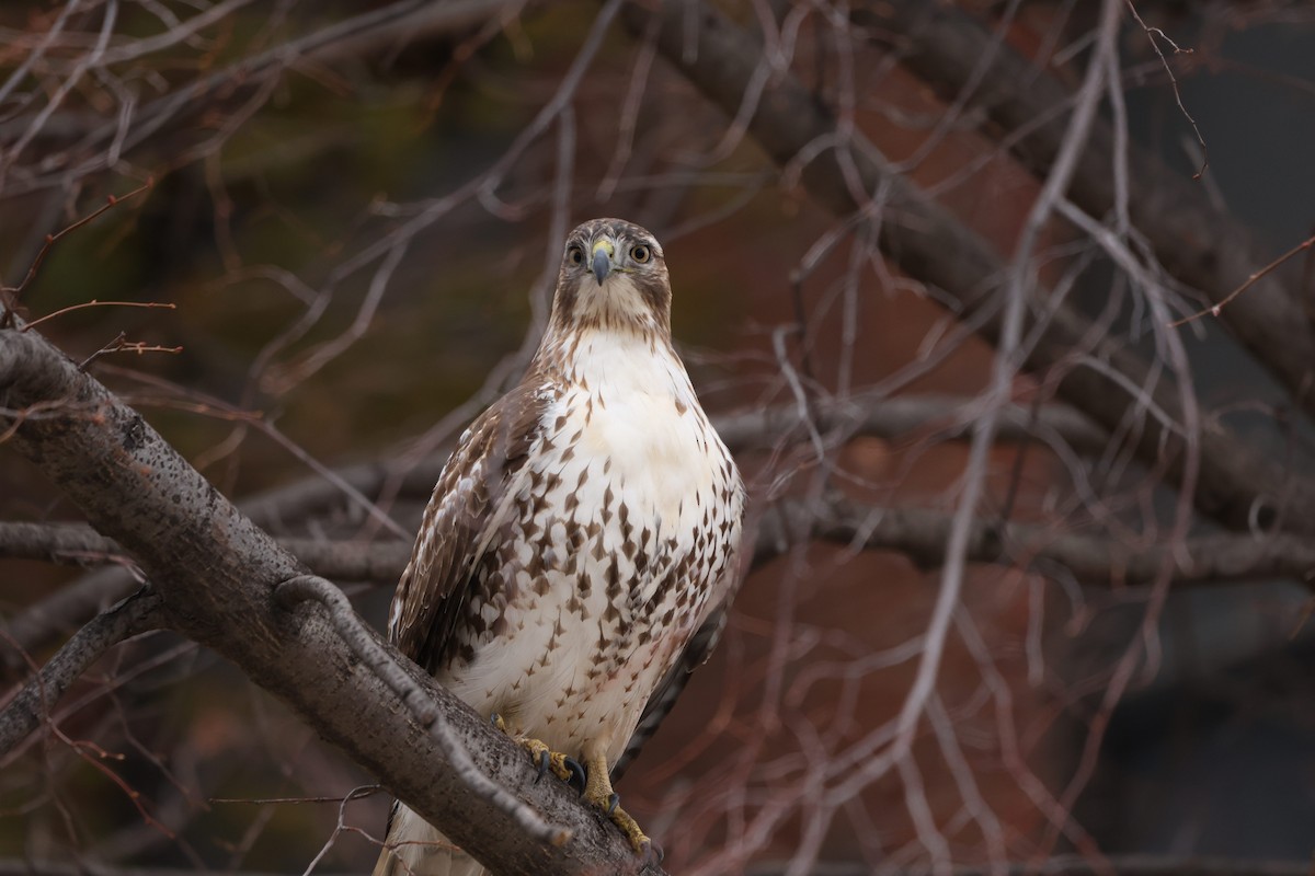 Red-tailed Hawk - ML645600346