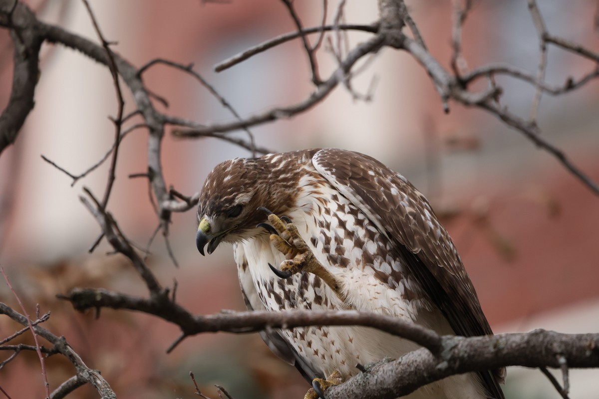 Red-tailed Hawk - ML645600347