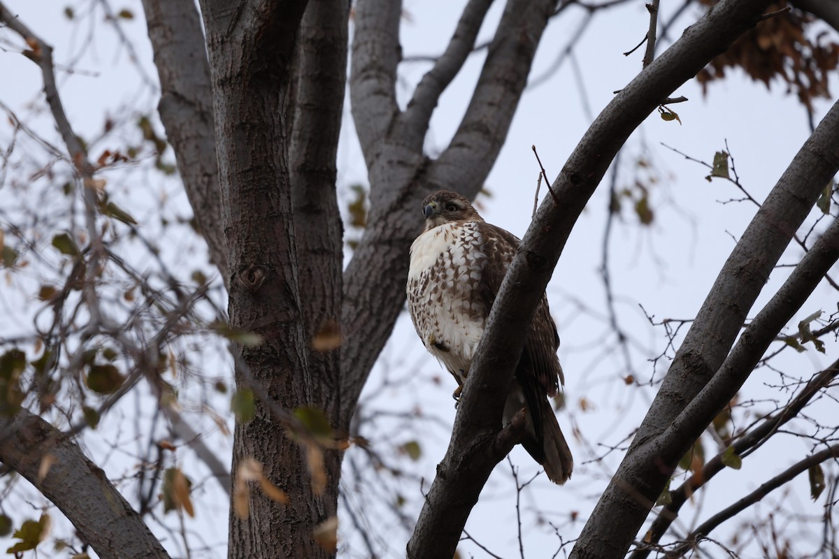 Red-tailed Hawk - ML645600348