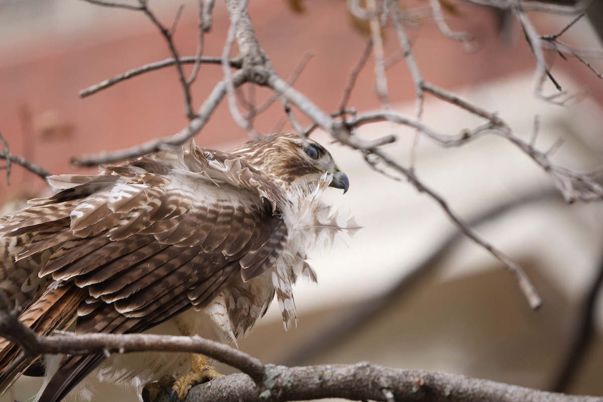 Red-tailed Hawk - ML645600349