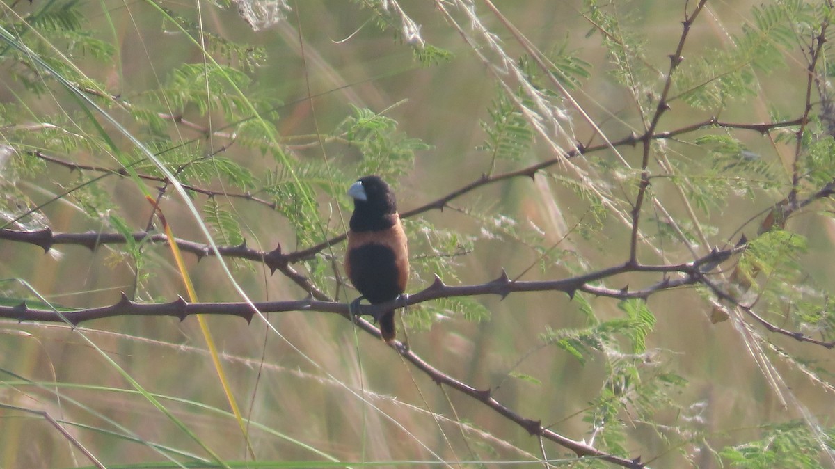 Chestnut Munia - ML645600351