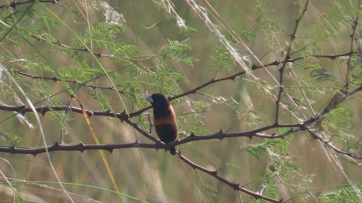 Chestnut Munia - ML645600352