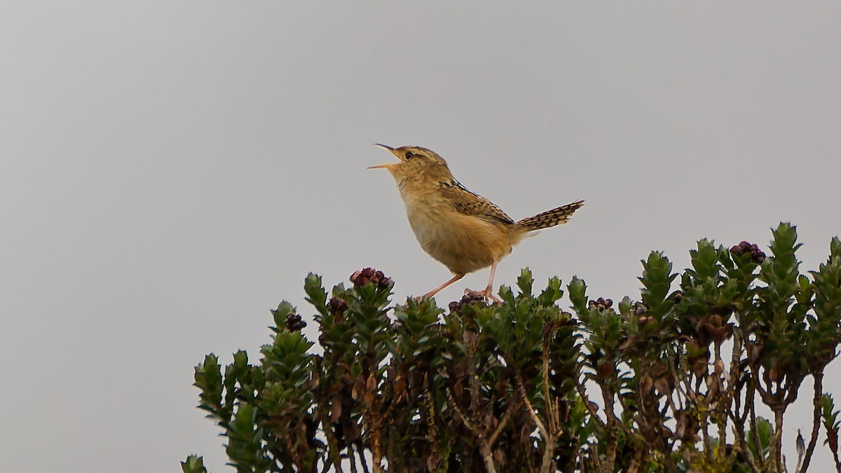 Grass Wren - ML645600356