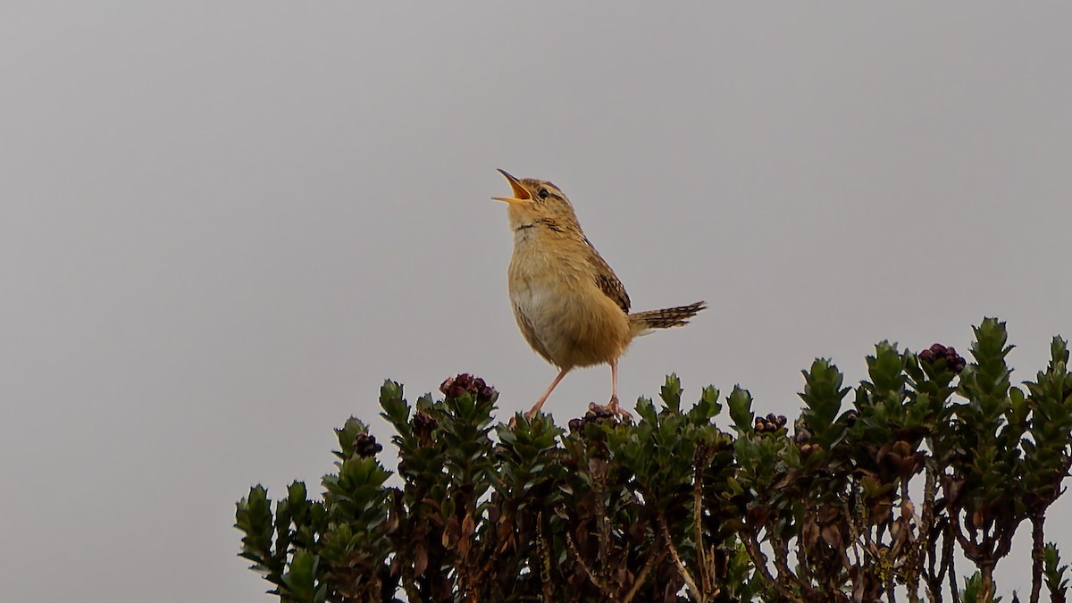 Grass Wren - ML645600359