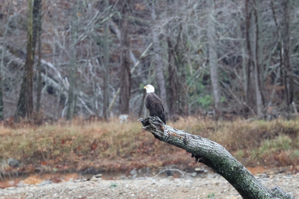 Bald Eagle - ML645600361