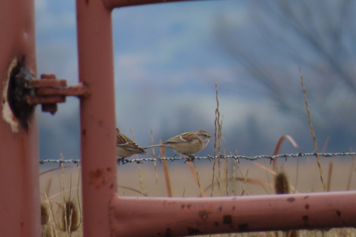 Bruant hudsonien - ML645600363