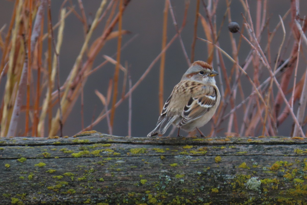 Bruant hudsonien - ML645600366